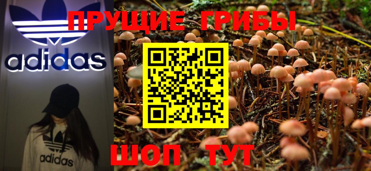 Галлюциногенные грибы Psilocybe Новоалександровск
